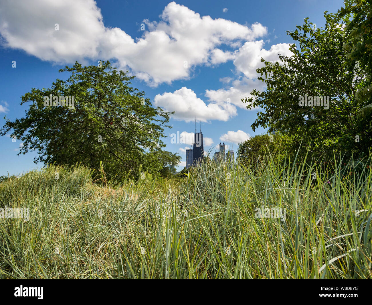 Erba dune coperte. North Avenue Beach, Chicago, Illinois. Foto Stock