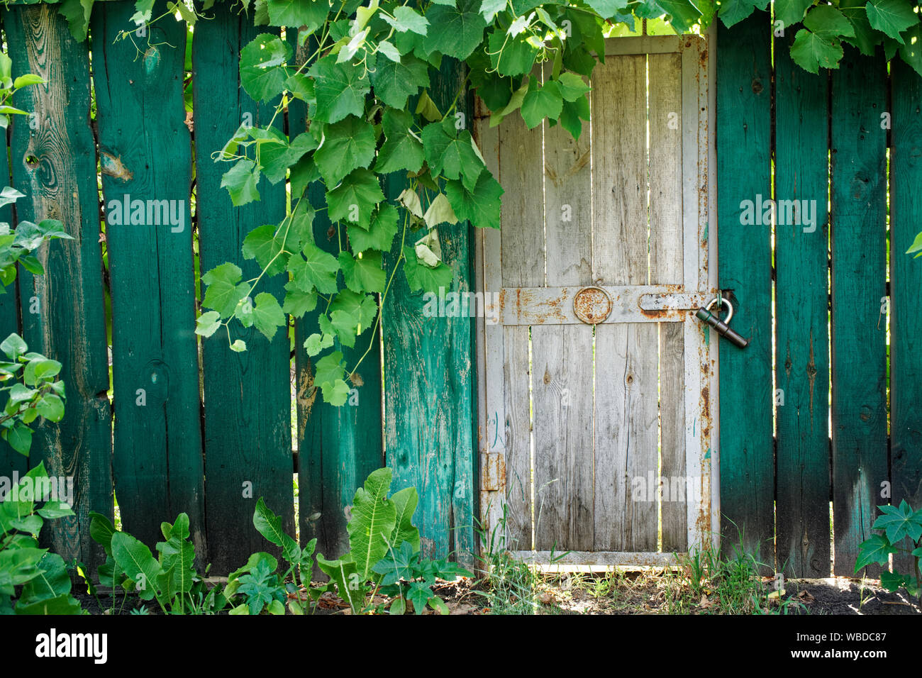 Vecchia porta di legno nel verde con raggi di sole, sun break e ombre. Verde di recinzione in legno. Foto Stock