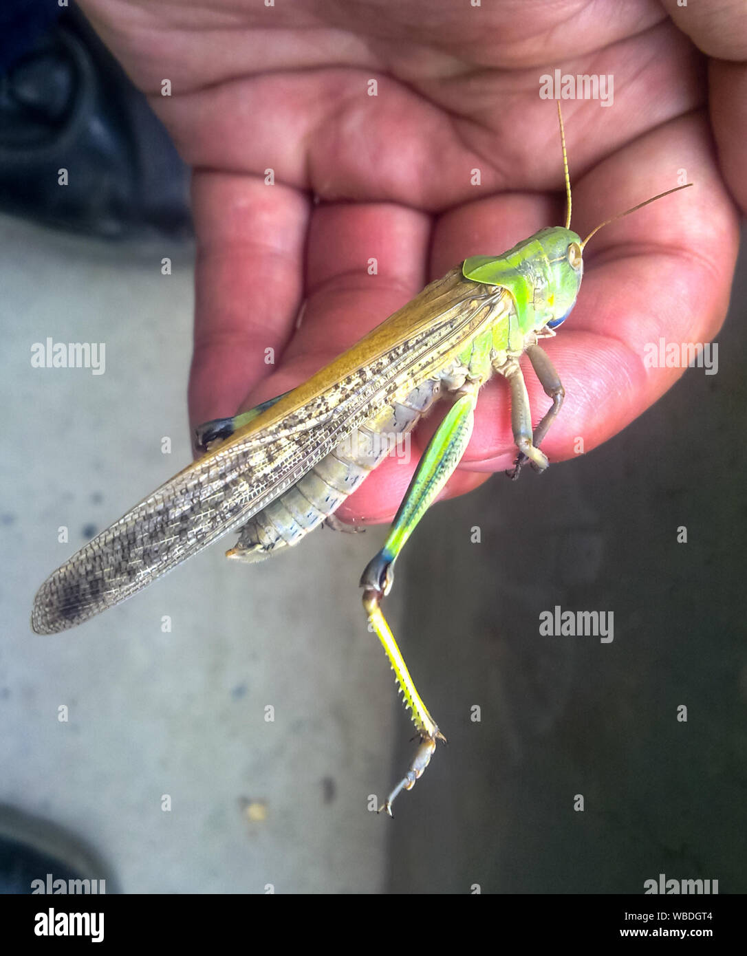 Le cavallette su la mano dell'uomo. orthopteran insetto Foto Stock