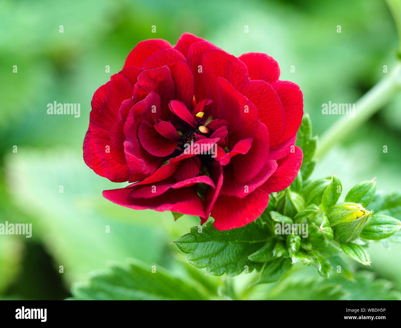 Primo piano di un bel rosso Potentilla fiore, varietà " Flamenco' Foto Stock