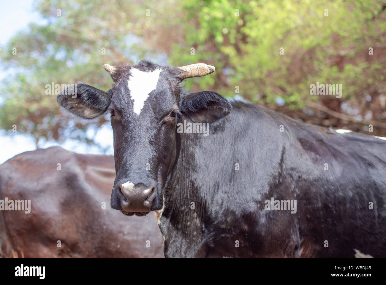 Mucca nera al pascolo. Concetto di immagine di vita contadina. Foto Stock