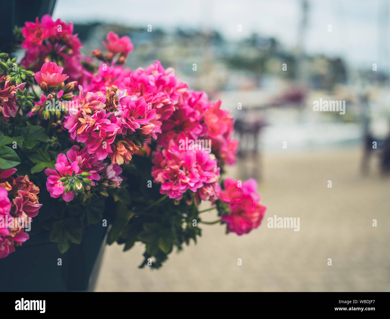 Fiori in un vaso dal fiume nella cittadina di mare Foto Stock