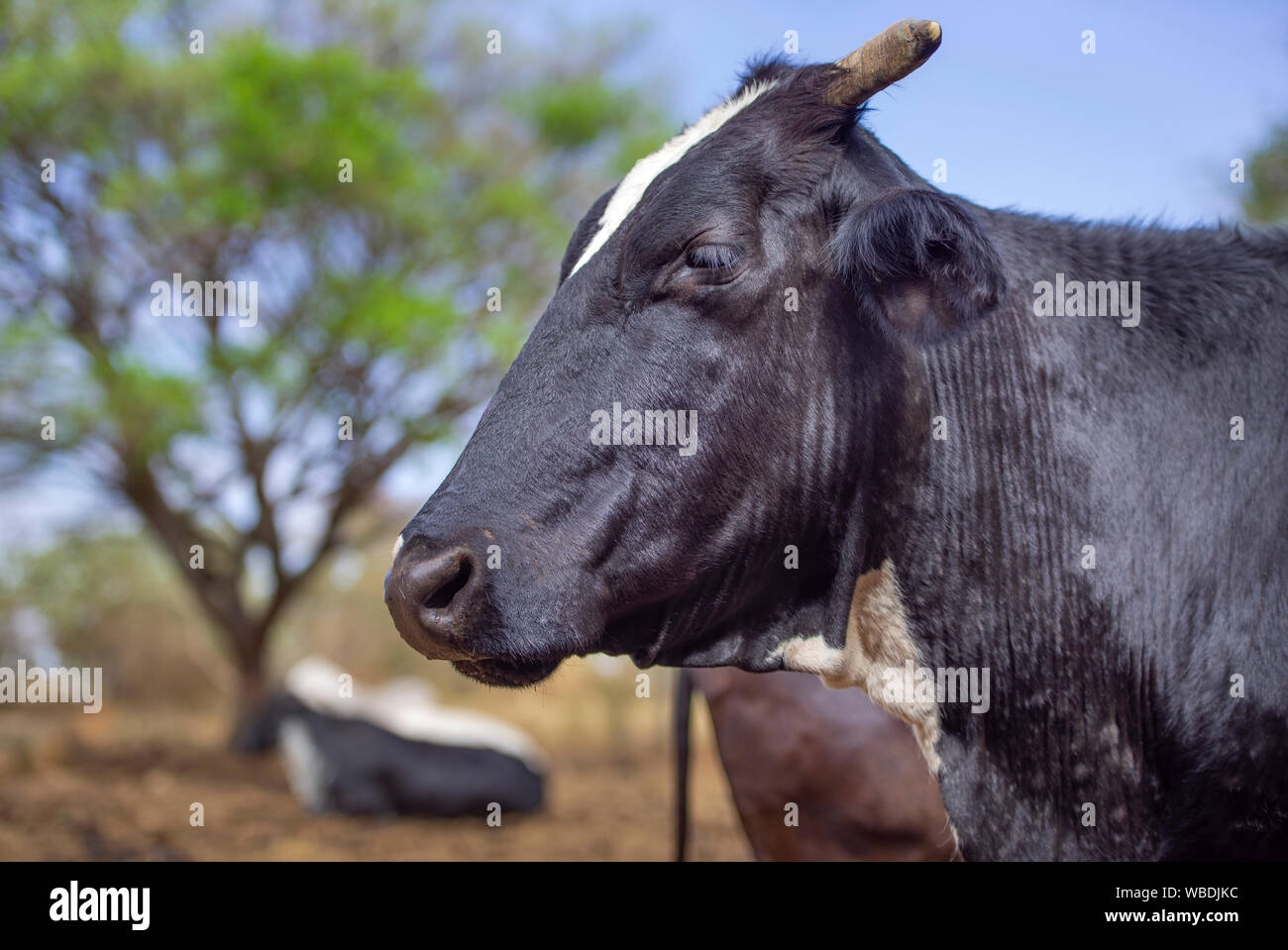 Mucca nera al pascolo. Concetto di immagine di vita contadina. Foto Stock