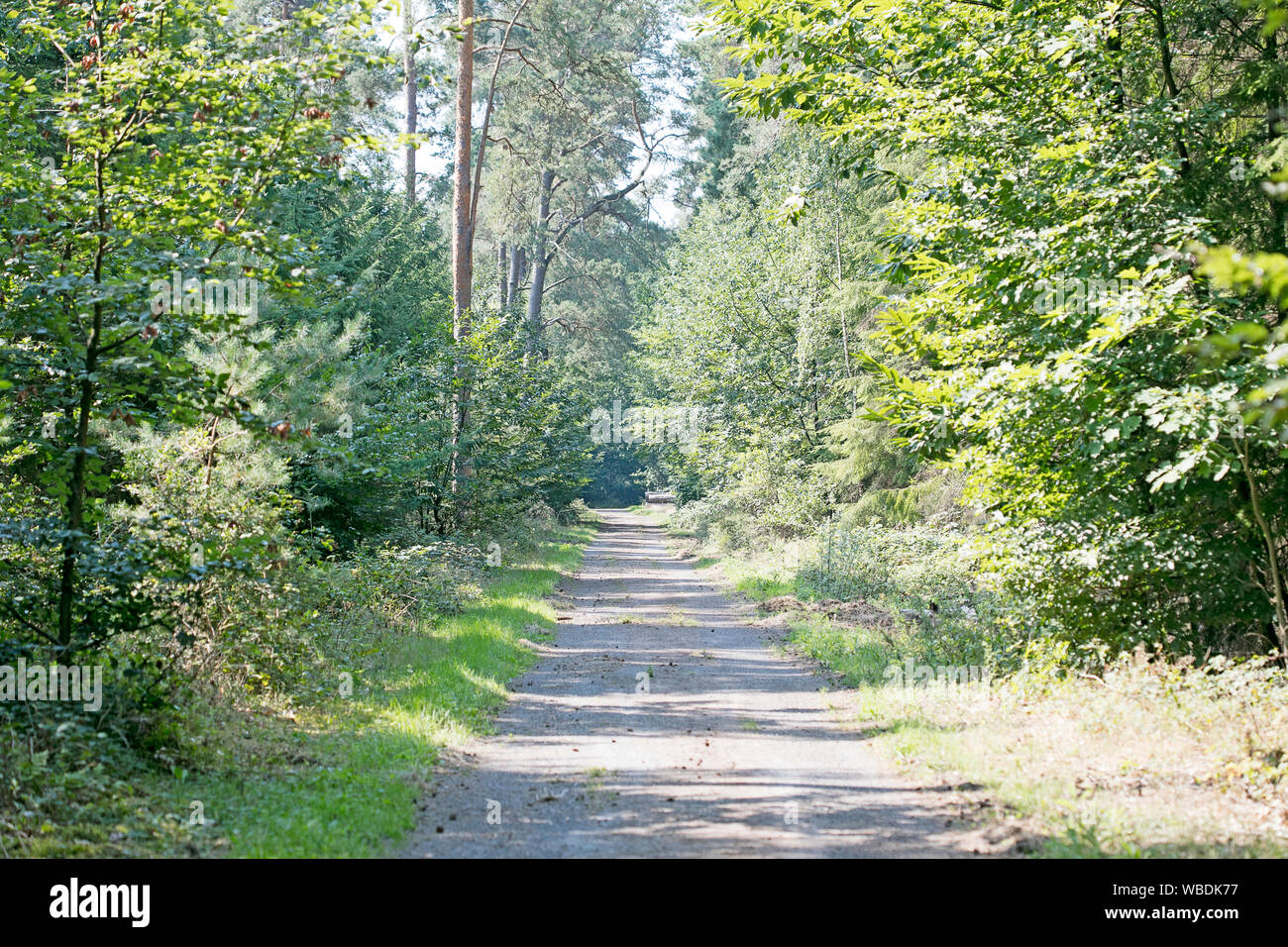 Vecchia strada nella selvaggia foresta verde cinquanta megapixel stampe di alta qualità Dorsten Rhade Foto Stock