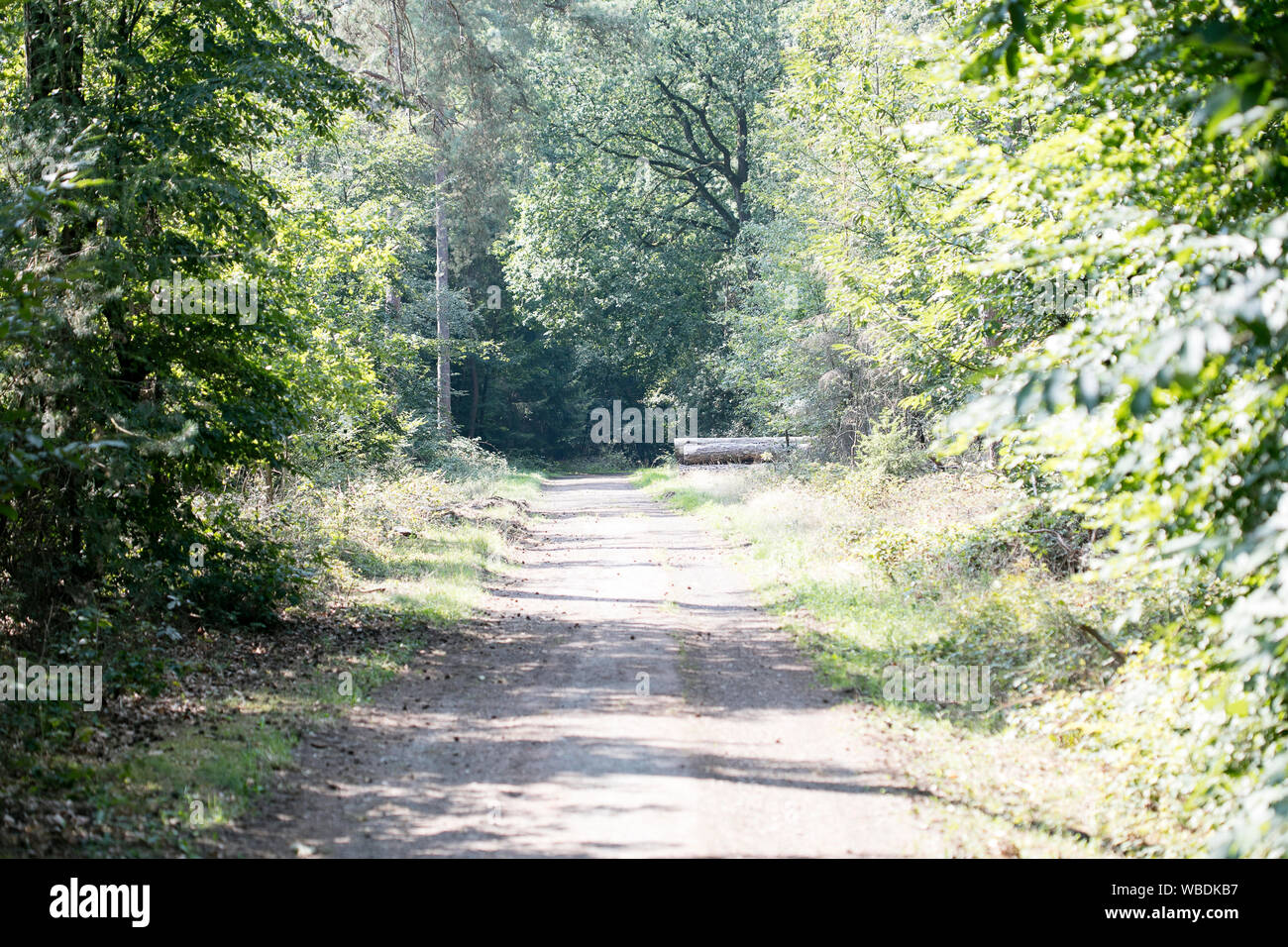 Vecchia strada nella selvaggia foresta verde cinquanta megapixel stampe di alta qualità Dorsten Rhade Foto Stock