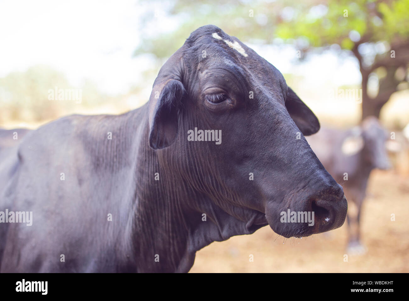 Mucca nera al pascolo. Concetto di immagine di vita contadina. Foto Stock