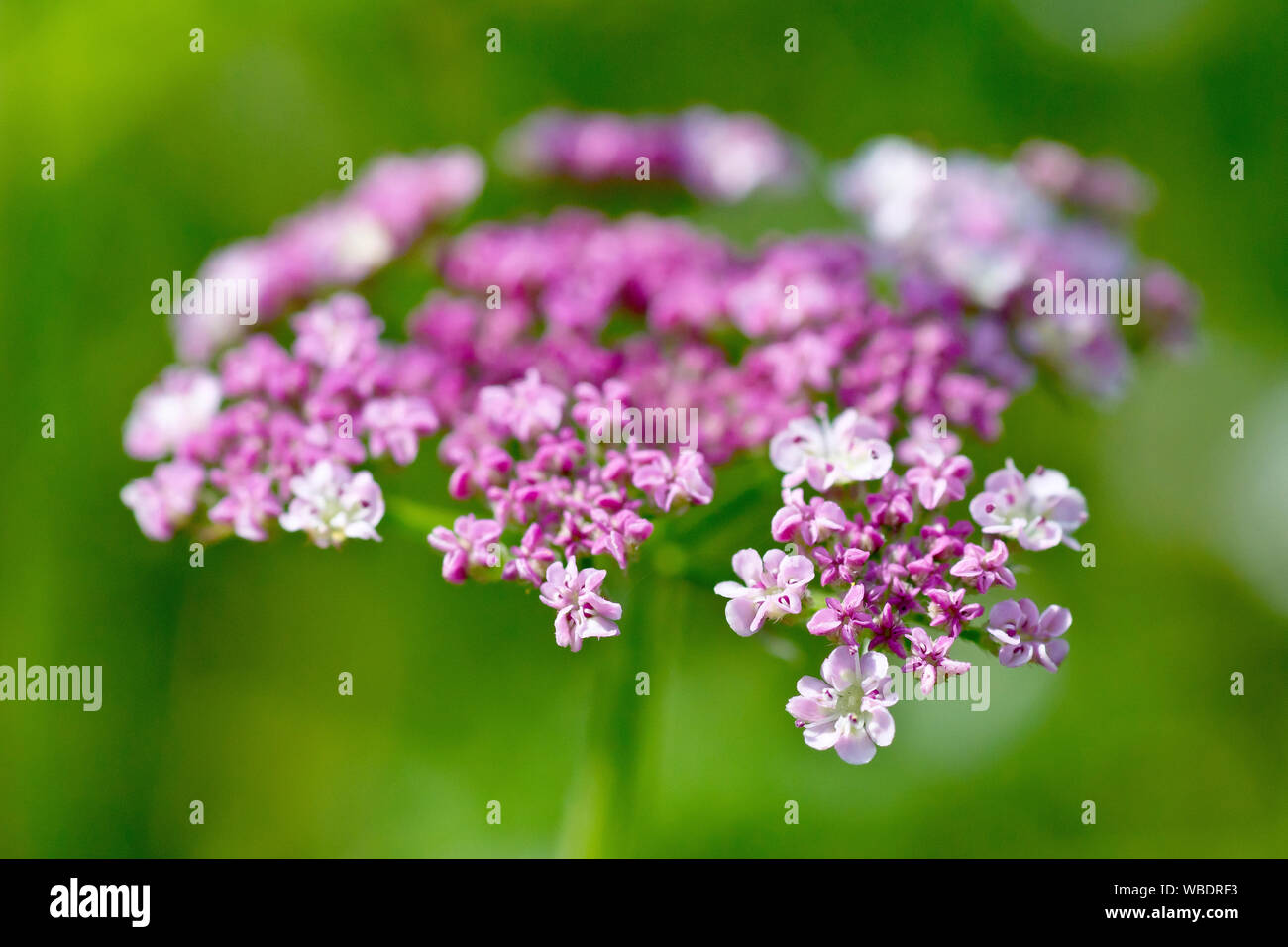 Montante hedge-prezzemolo (torilis japonica), fino in prossimità del piano di testa di fiori con il colore rosa-bianco fiori inizio per aprire. Foto Stock