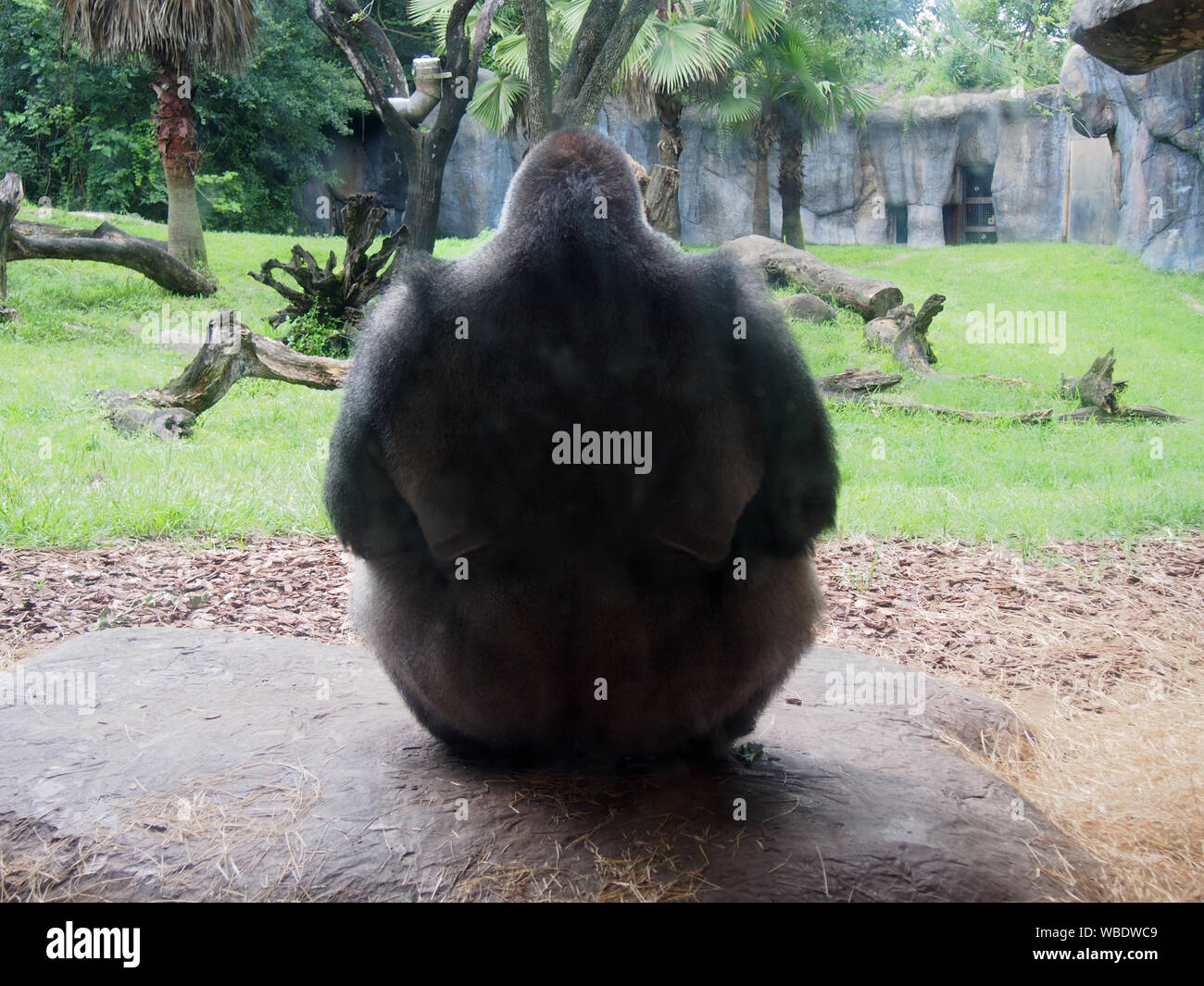 Gorilla Silverback seduta nel suo habitat, torna alla fotocamera, al Busch Gardens Tampa, STATI UNITI D'AMERICA, 20 giugno 2019, © Katharine Andriotis Foto Stock