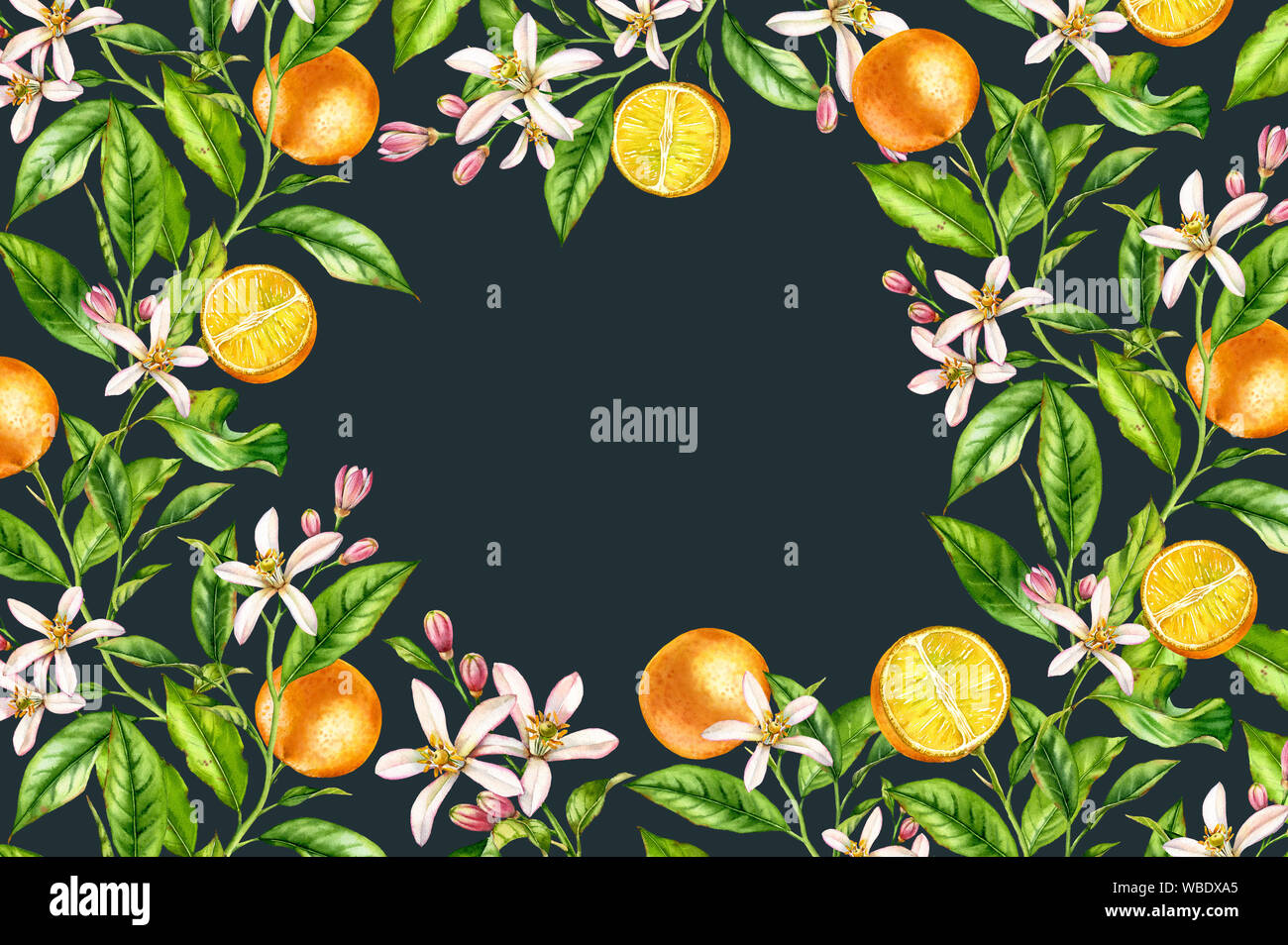 Telaio orizzontale arancione ramo di frutta con fiori realistico acquerello botanico banner: albero di agrume lascia corona opera sul grigio scuro la mano nera Foto Stock