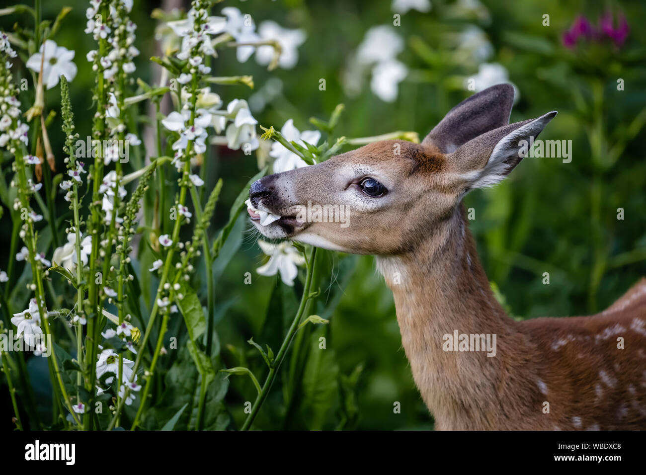 White-Tailed Deer Fawn alimentazione in un giardino, Assiniboine Park, Winnipeg, Manitoba, Canada. Foto Stock