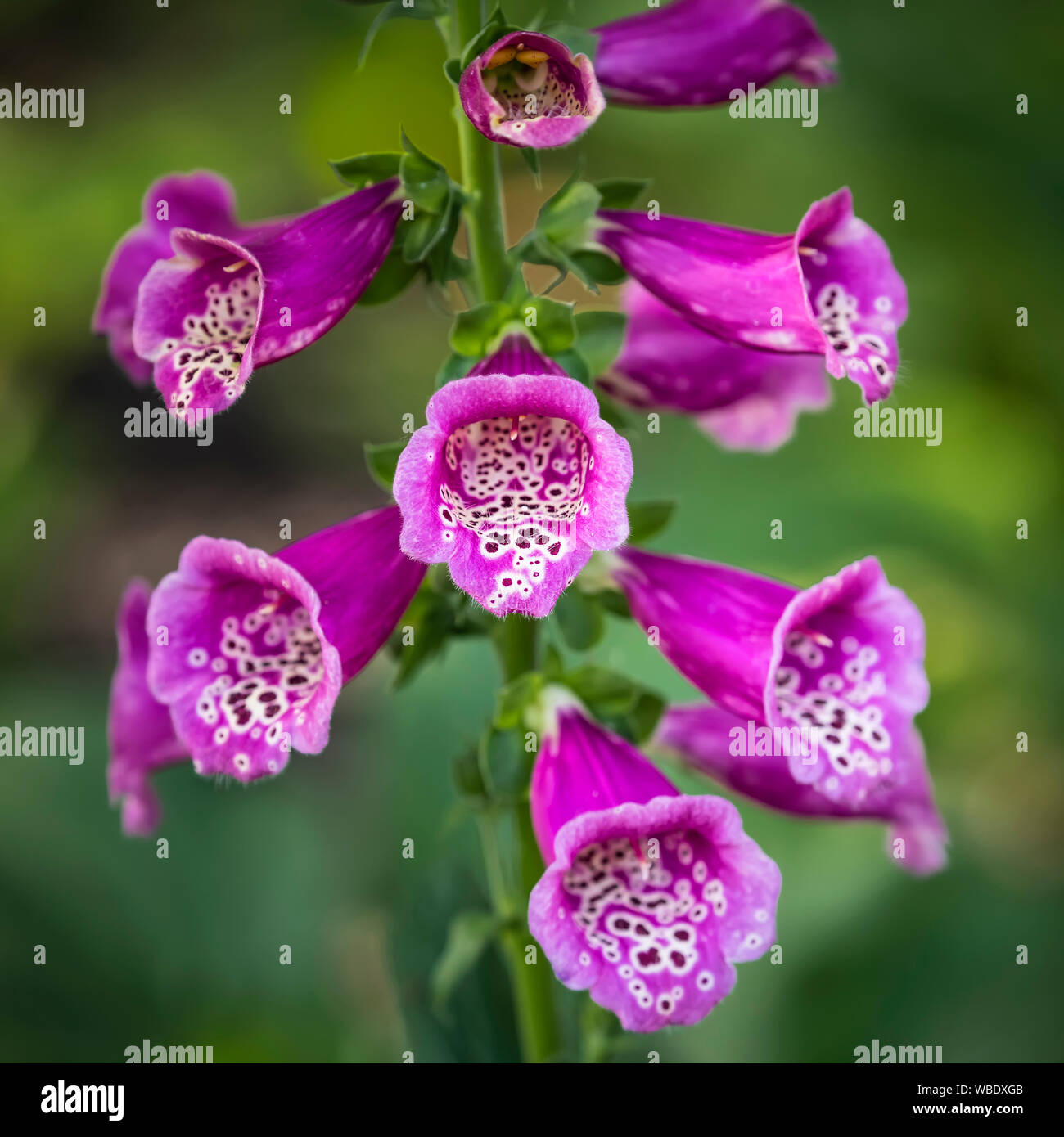 Foxglove flower, Digitalis purpurea (foxglove, comune foxglove, viola foxglove o lady del guanto), vista ravvicinata, Manitoba, Canada. Foto Stock