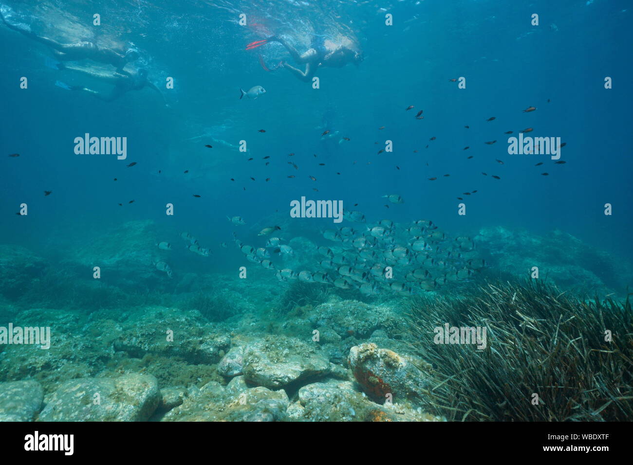 Underwater seascape, pesce con persone snorkeling nel mar Mediterraneo, riserva marina di Cerbere Banyuls, Pyrenees-Orientales, Occitanie, Francia Foto Stock