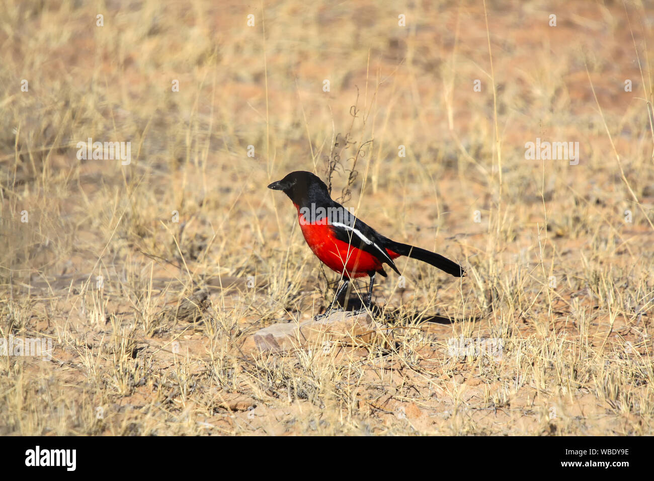 Crimson Breasted Shrike (Laniarius atrococcineus) Foto Stock