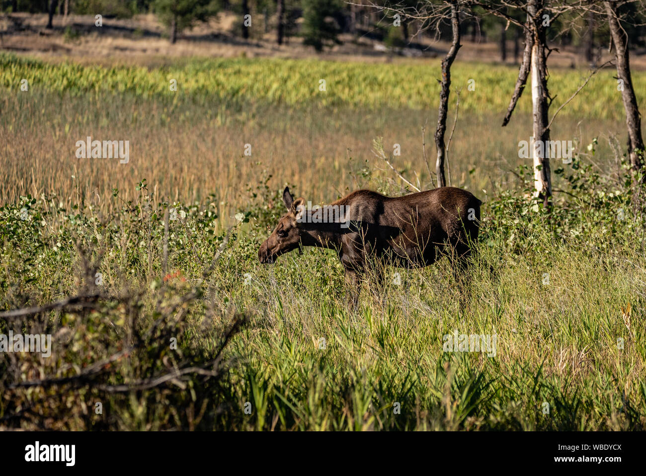 Giovane vitello di alci a Turnbull National Wildlife Refuge. Foto Stock