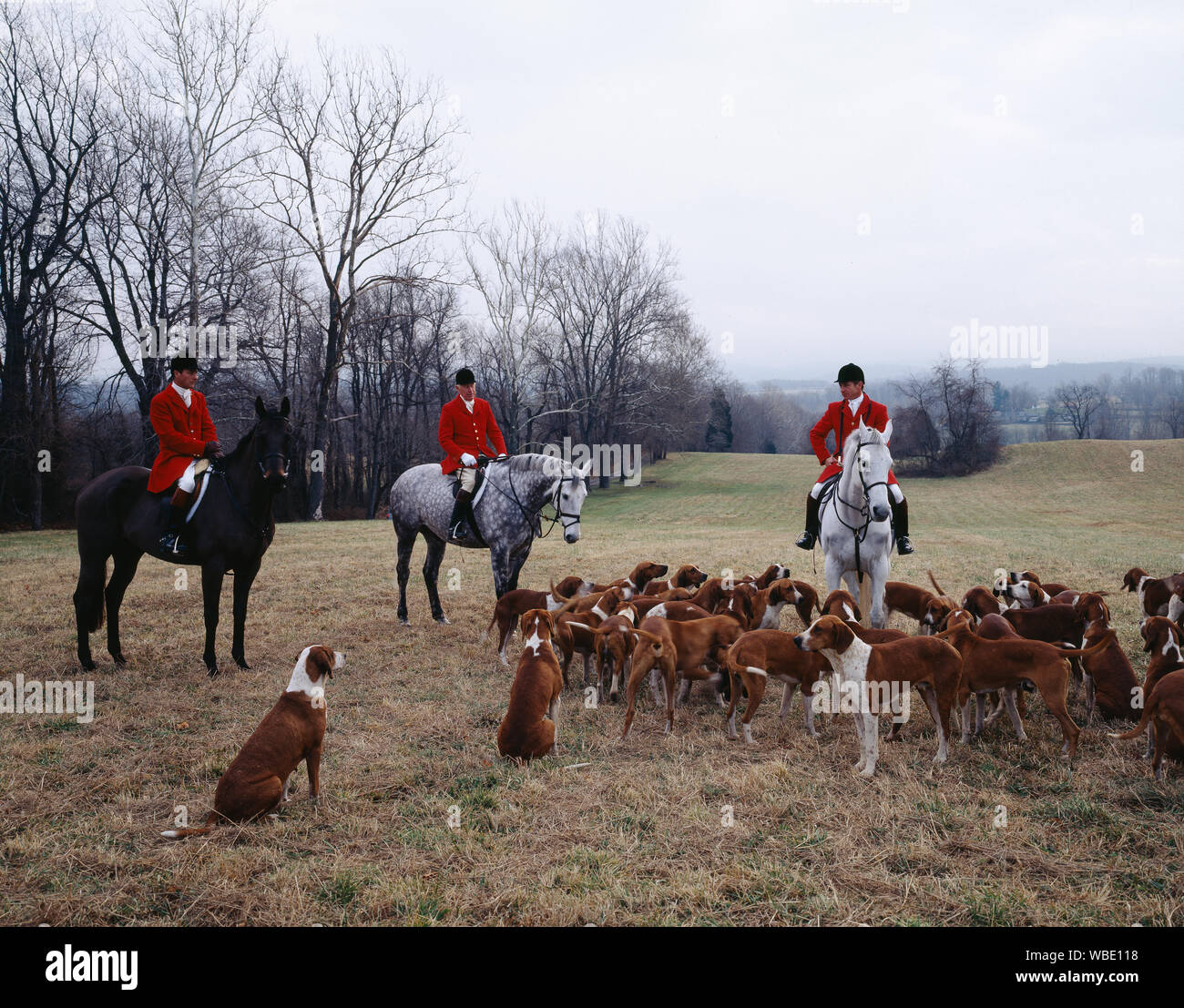 Fox Hunt in Virginia Foto Stock