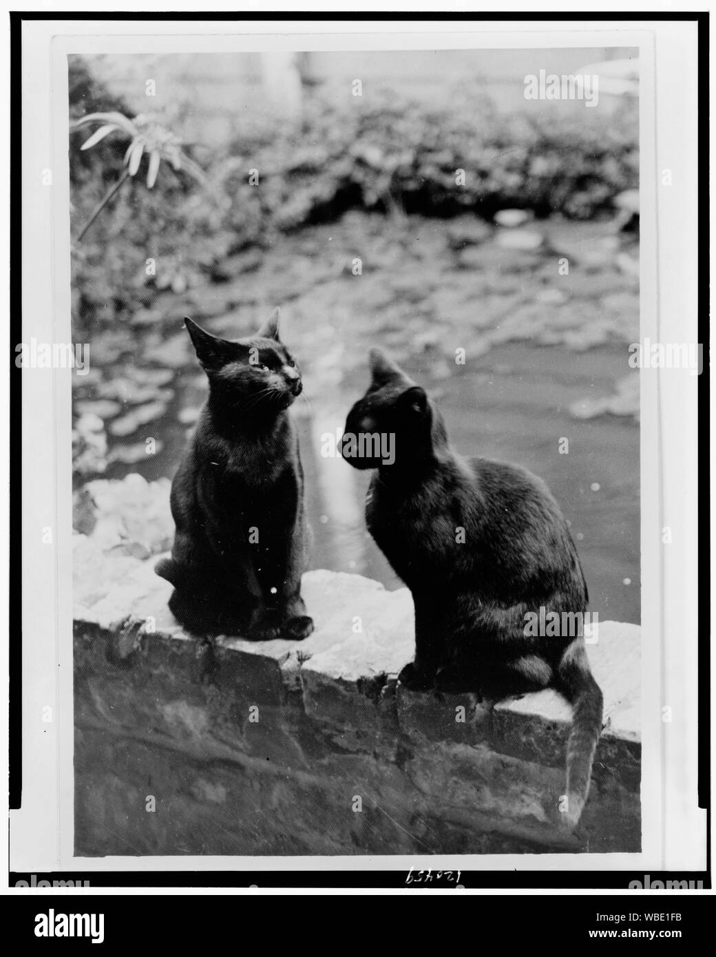 Frances Benjamin Johnston's gatti, Herman e parassiti, seduto sulla ringhiera in mattoni di New Orleans House, Louisiana Abstract/medio: 1 stampa fotografica. Foto Stock