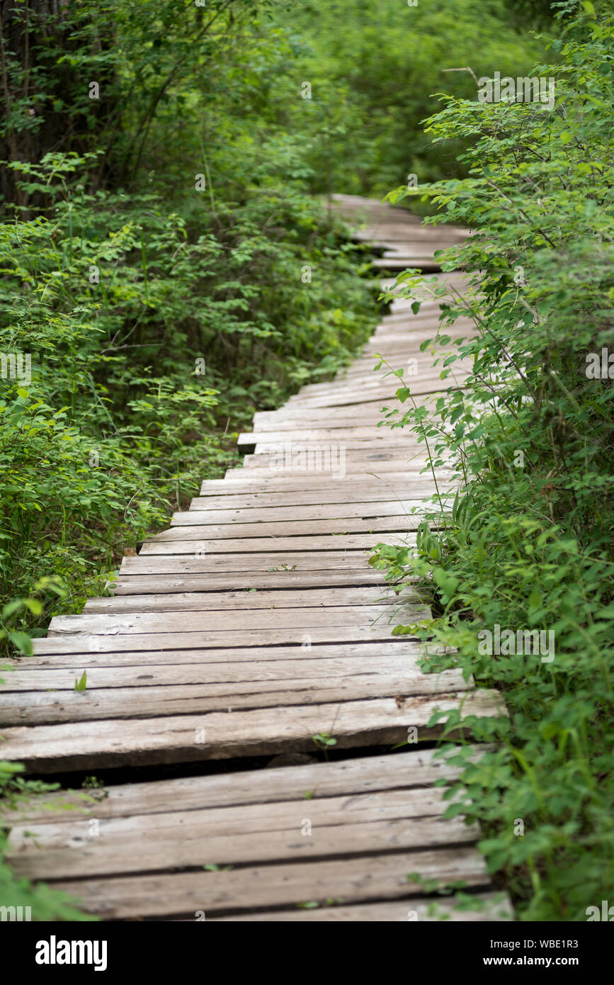 Passerella in legno trail nel Minam River Lodge in Oregon Wallowa della montagna. Foto Stock