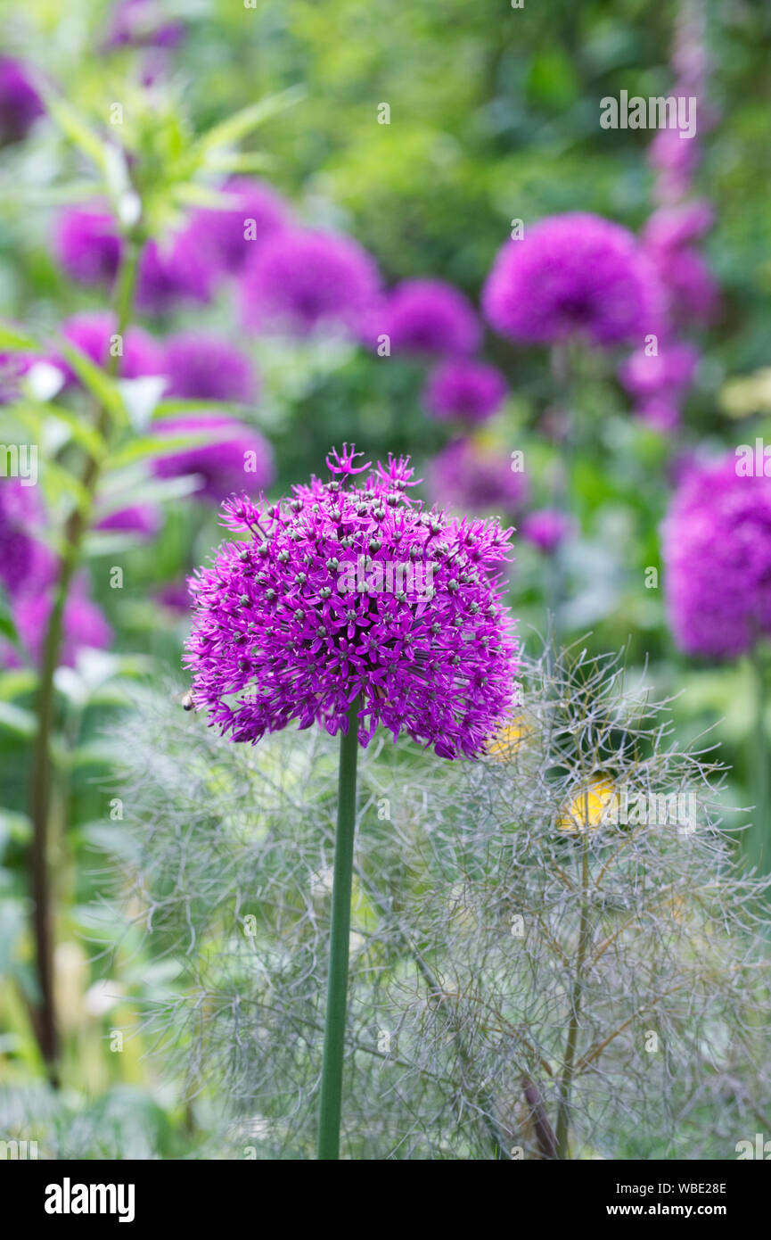Allium 'viola sensazione' in un giardino cottage. Foto Stock