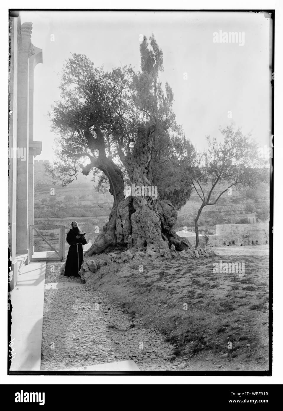 Francescano Padre pregando sotto agli alberi di agonia Abstract/medio: G. Eric e Edith Matson Collezione fotografica Foto Stock