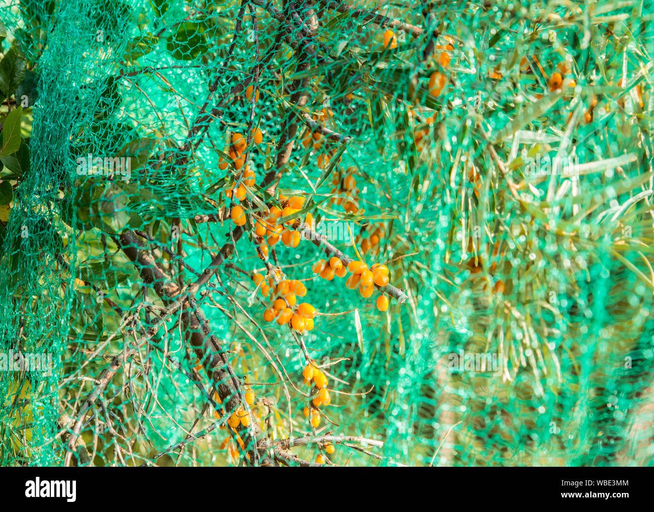 Bacche di olivello spinoso tree ricoperta di verde di protezione rete mesh per proteggere le bacche da uccelli mangiare questi autunno nel giardino di casa. Foto Stock