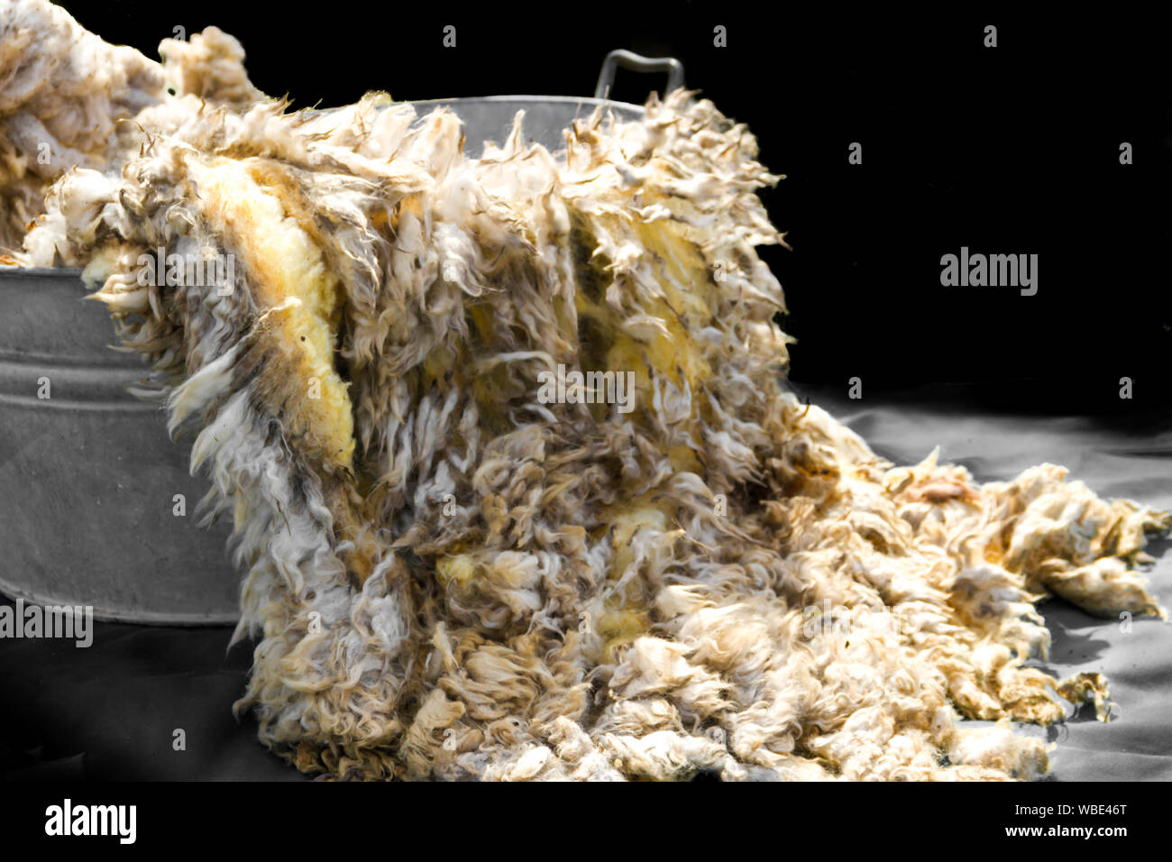 Materie vello di lana appena tagliata prima di essere filata Foto Stock