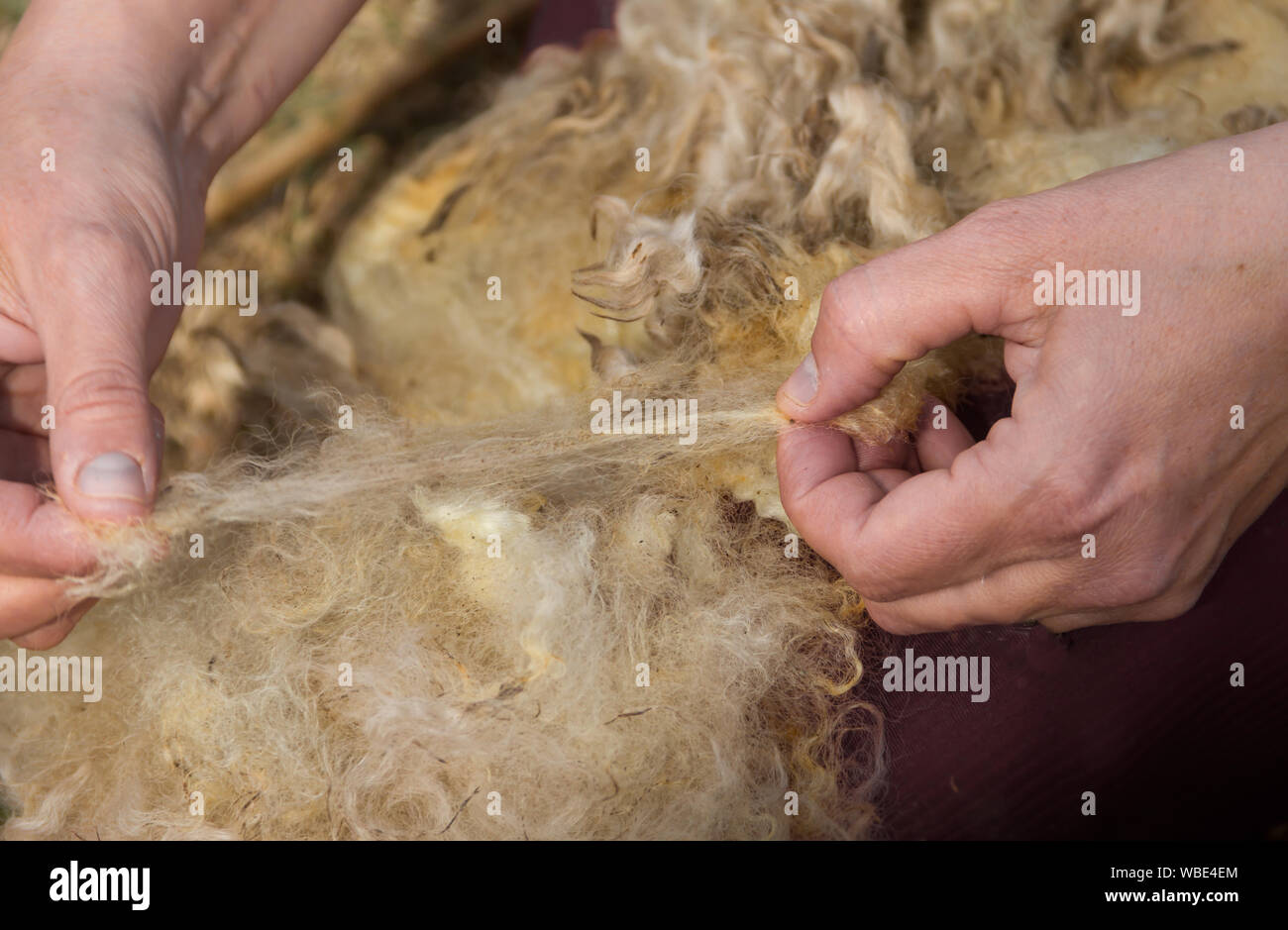 Le mani che spin vello di lana a mano Foto Stock