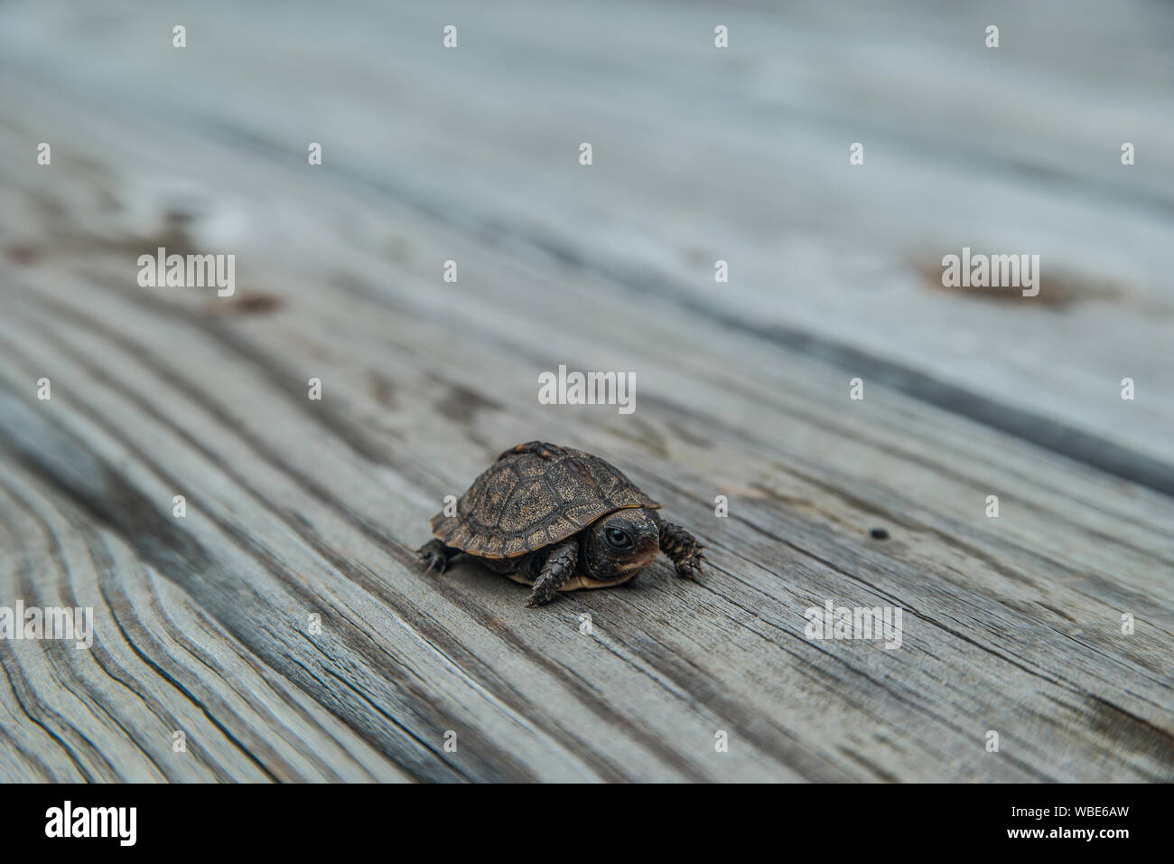Scatola orientale turtle sul ponte close up con spazio di copia Foto Stock