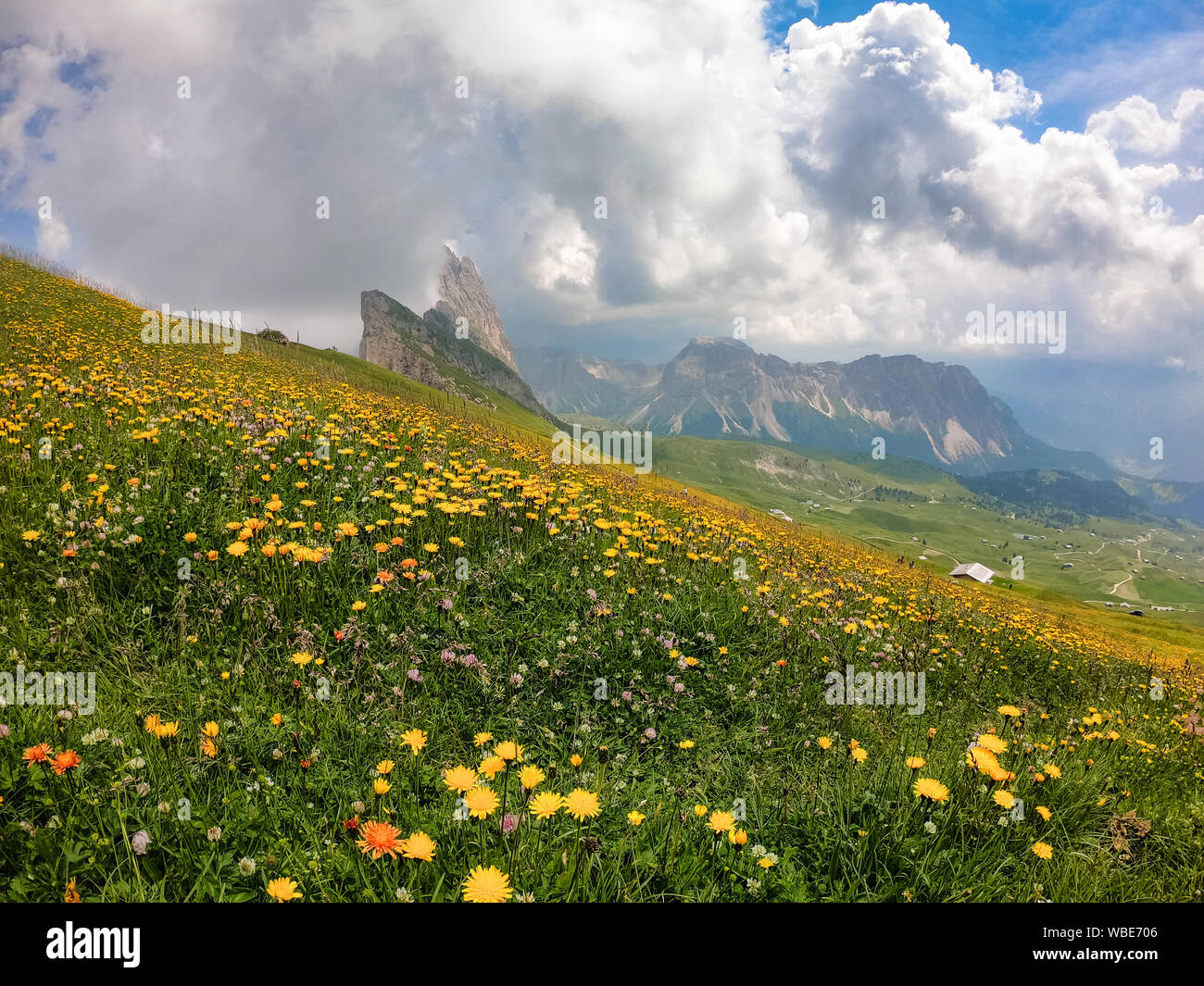 Fiori Selvatici crescente sul lato del Seceda mountain nelle Dolomiti italiane delle Alpi Foto Stock