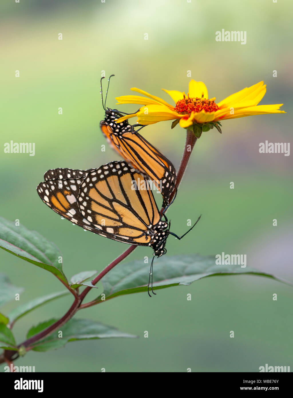 Una coniugata coppia / abbinato di farfalle monarca (danaus plexippus) coperto di gocce di pioggia Foto Stock