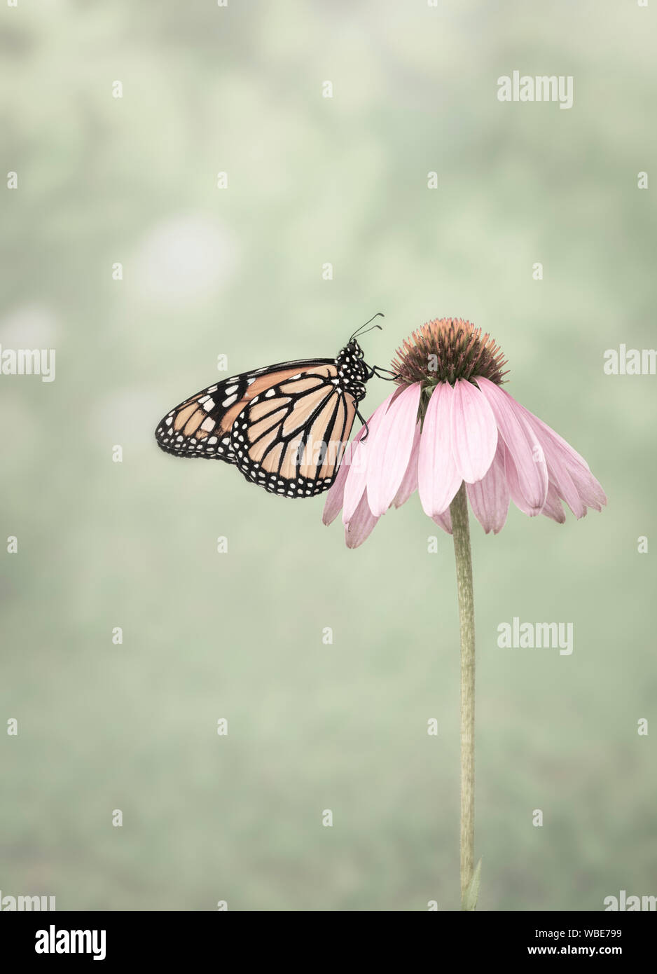 Vista laterale di un monarca (danaus plexippus) farfalla su un cono rosa fiore Foto Stock