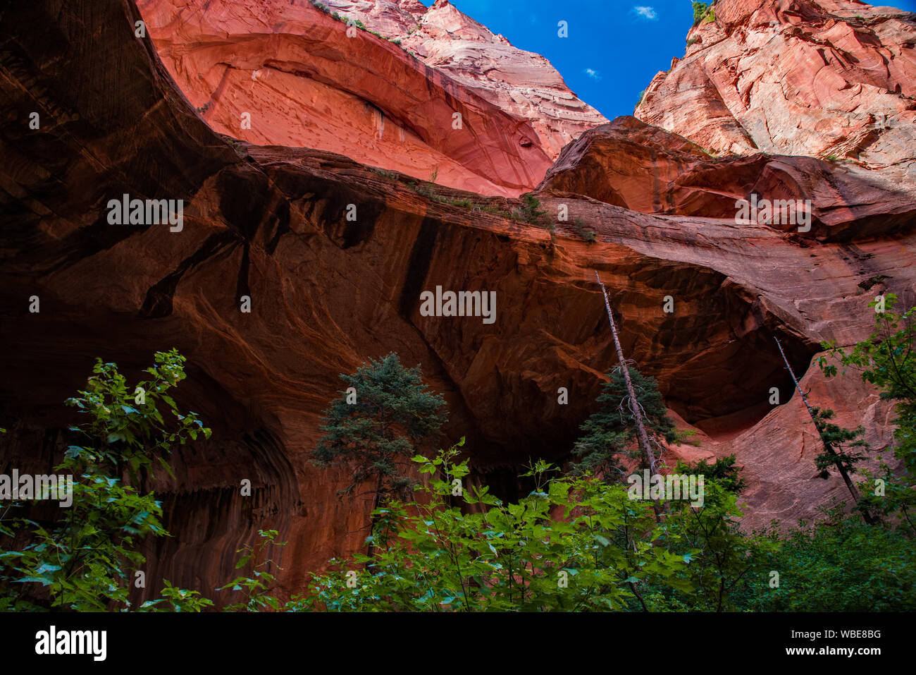 Taylor Creek Trail e il doppio arco alcova in Zions National Park, UT. Stati Uniti d'America Foto Stock