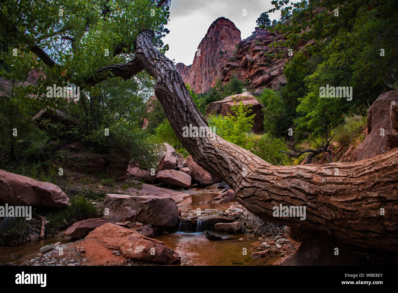 Taylor Creek Trail e il doppio arco alcova in Zions National Park, UT. Stati Uniti d'America Foto Stock