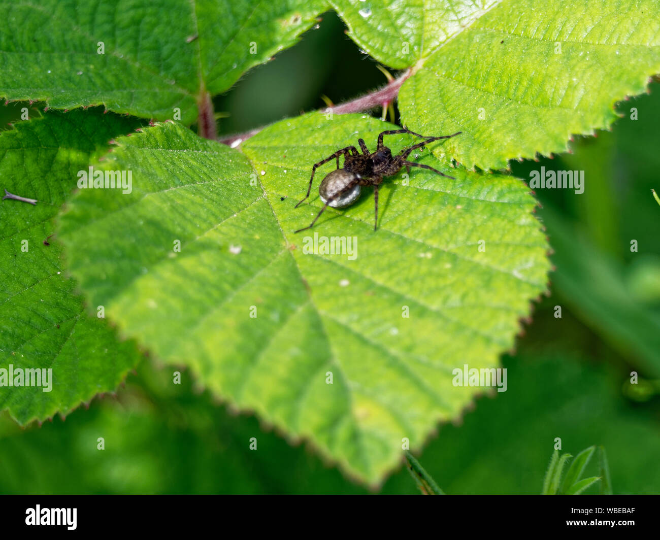 Giardino Spider, Araneus diadematus Foto Stock