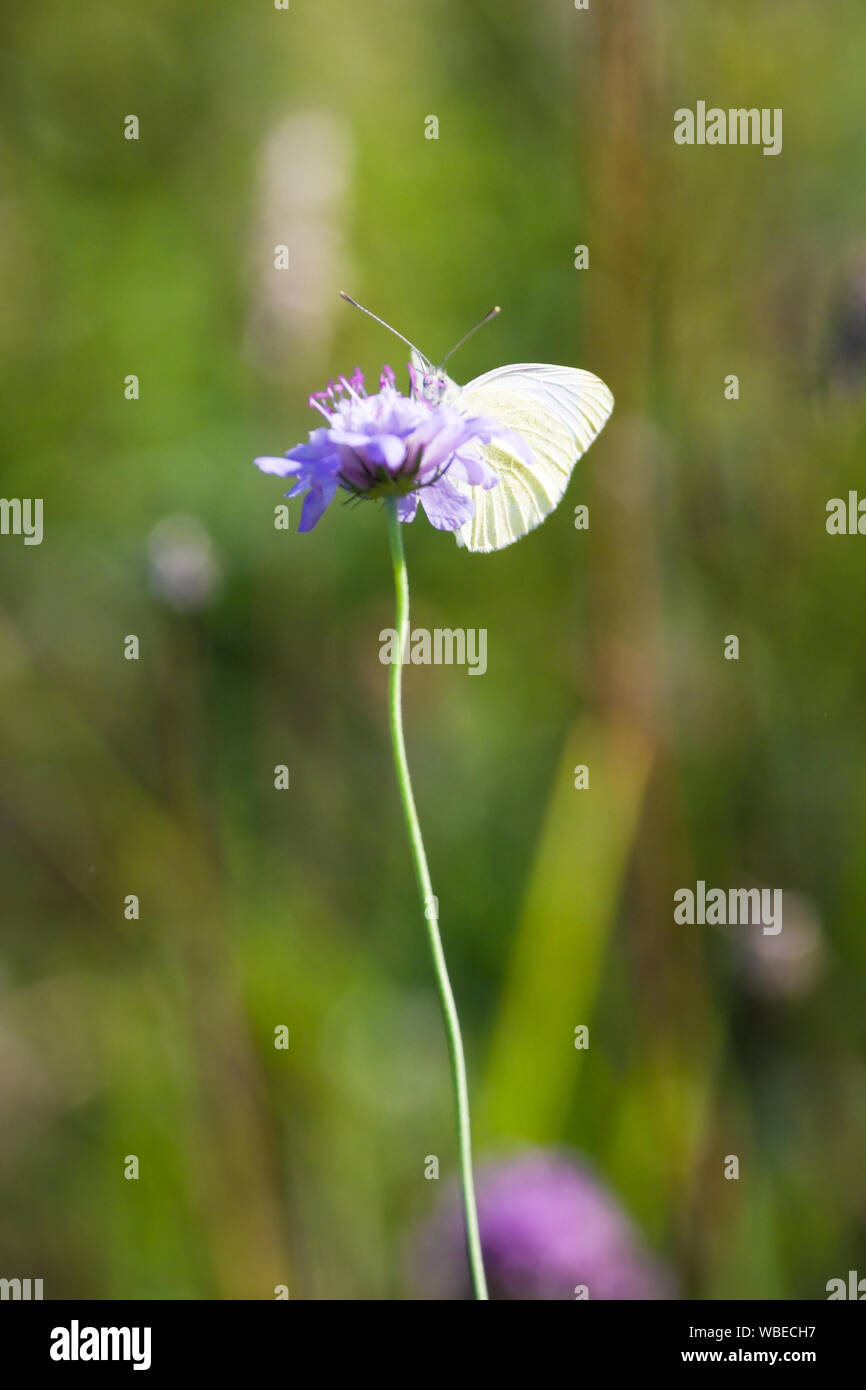 Il cavolo bianco farfalla posata su una lunga sgambate viola con dei fiori a sfocare lo sfondo bokeh di fondo. Foto Stock