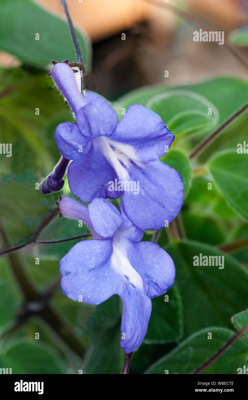 Streptocarpus saxorum Cape Prinrose un perenne piantato all'aperto in un luogo soleggiato per estate impianto indoor per l'inverno come si è offerta di brina Foto Stock
