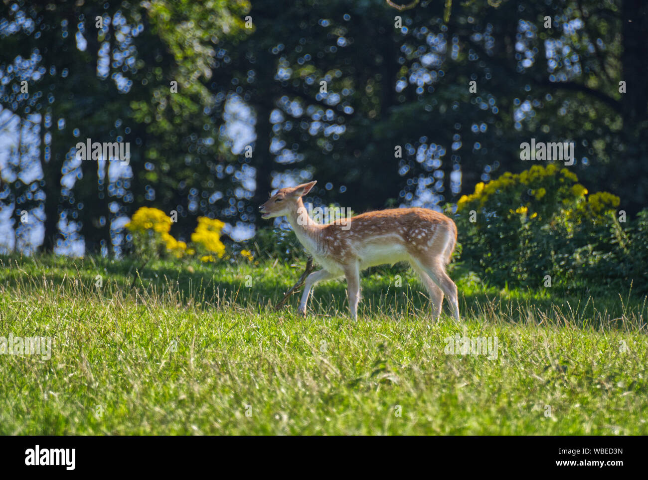 Daino Foto Stock