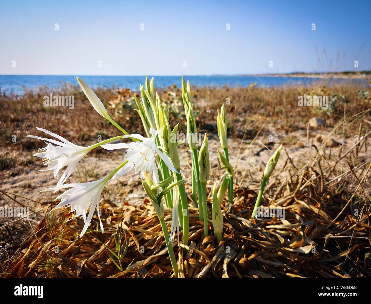 Giglio di mare che affonda le sue radici nella sabbia. Sardegna incontaminata. Foto Stock