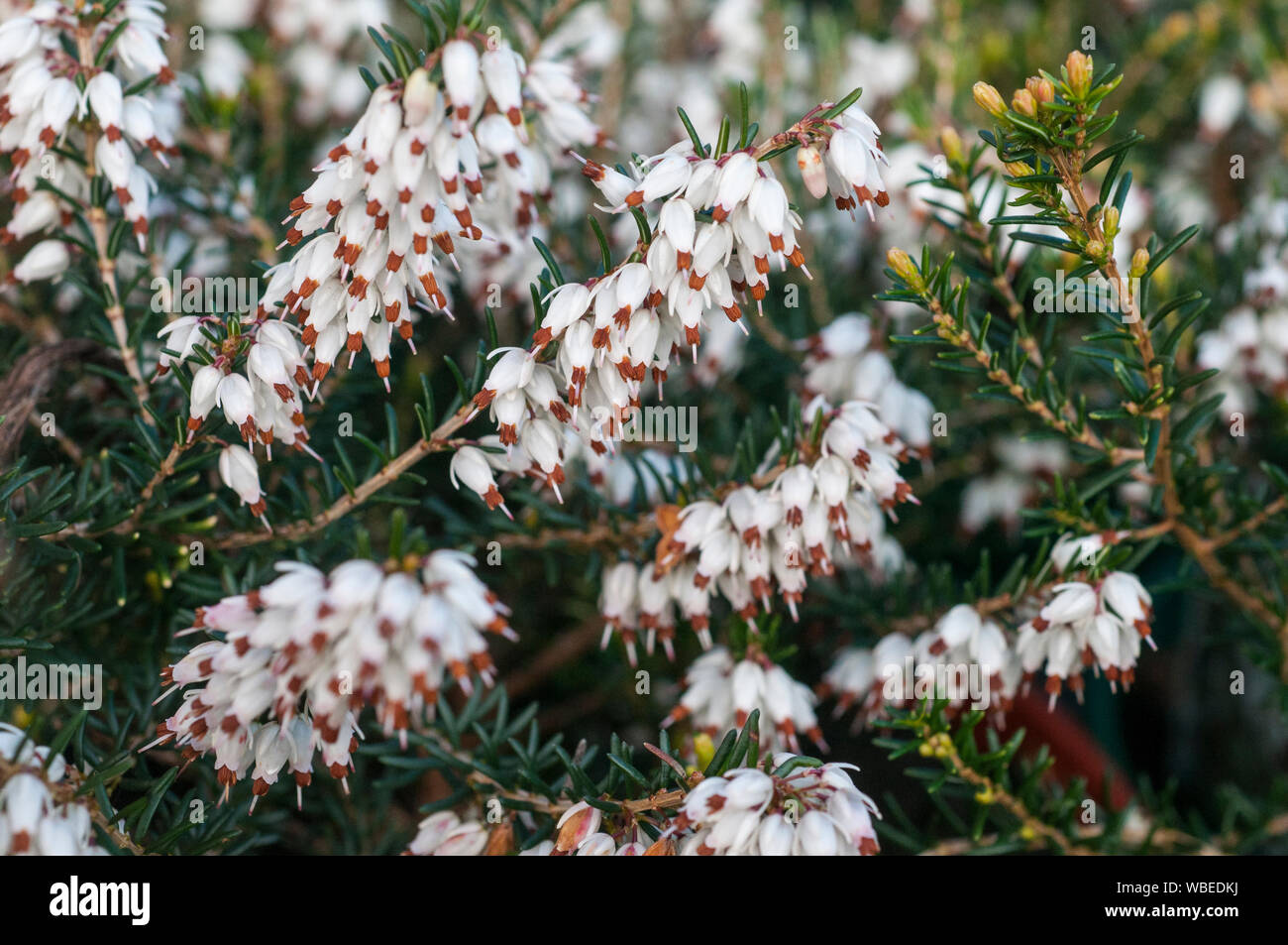 Close up di erica Erica carnea Golden Starlet completamente hardy evergreen mat formando un arbusto che ha fiori bianchi con punte marroni in inverno e in primavera Foto Stock