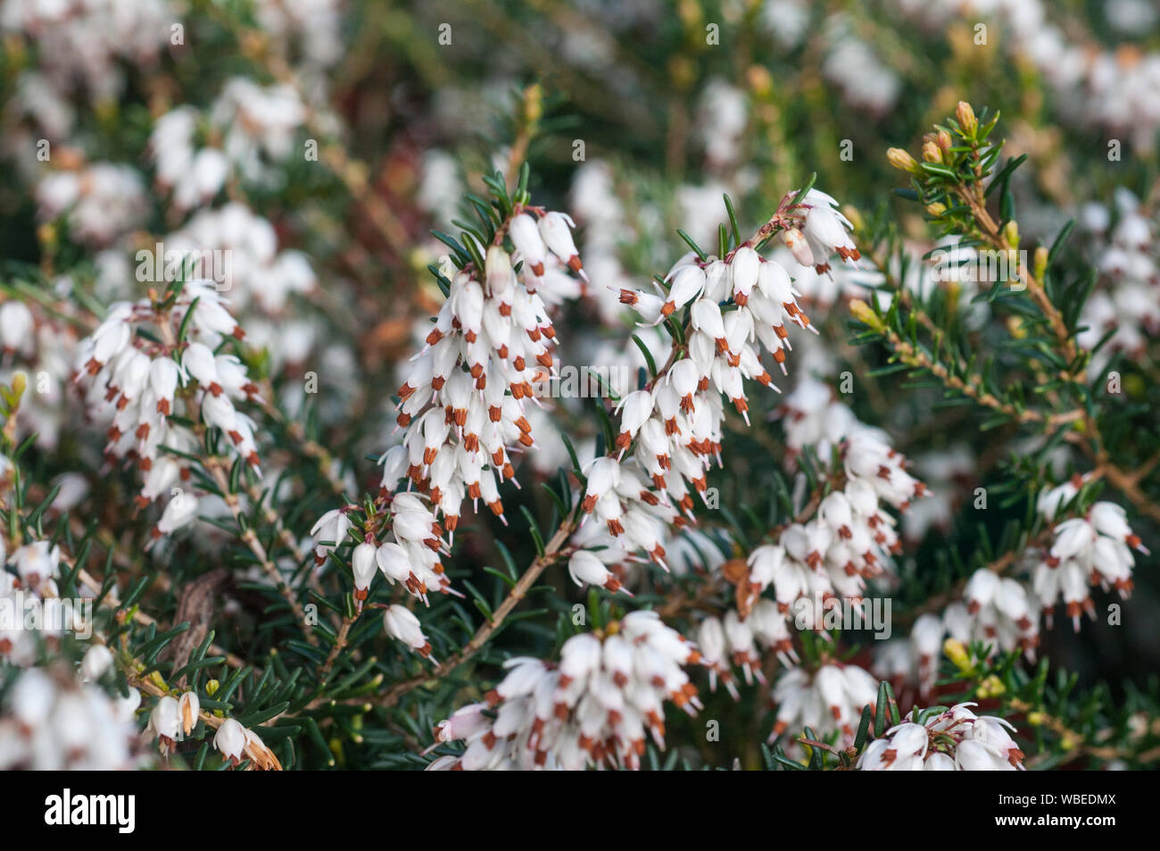 Close up di erica Erica carnea Golden Starlet completamente hardy evergreen mat formando un arbusto che ha fiori bianchi con punte marroni in inverno e in primavera Foto Stock