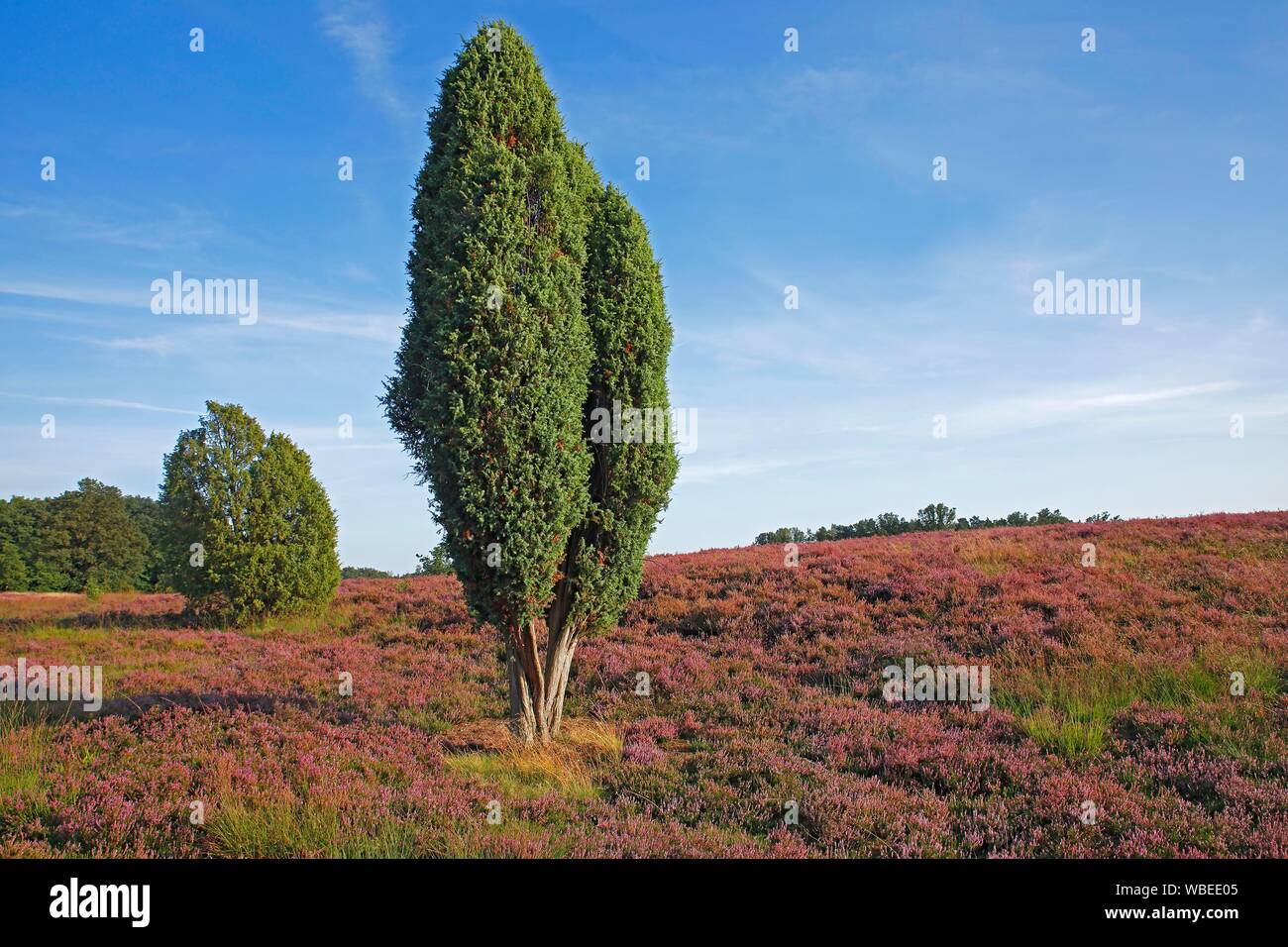 Heath paesaggio con la fioritura di Erica comune (Calluna vulgaris) e bacche di ginepro (Juniperus communis), riserva Dohler Heide, Dohle, parco naturale Foto Stock