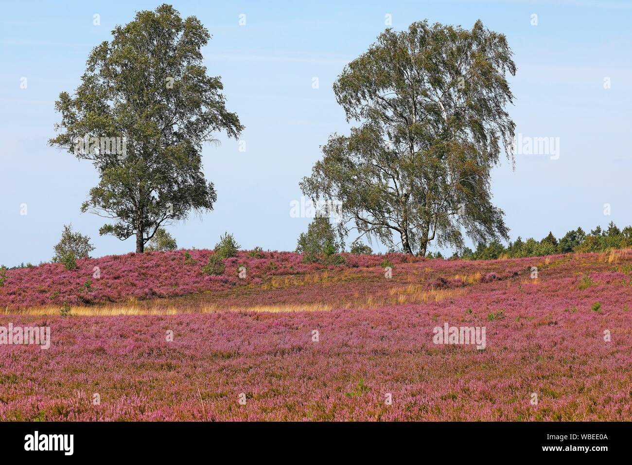 Heath paesaggio con la fioritura di Erica comune (Calluna vulgaris) e betulle (Betula), riserva Weseler Heide, Wesel, Undeloh, parco naturale Foto Stock