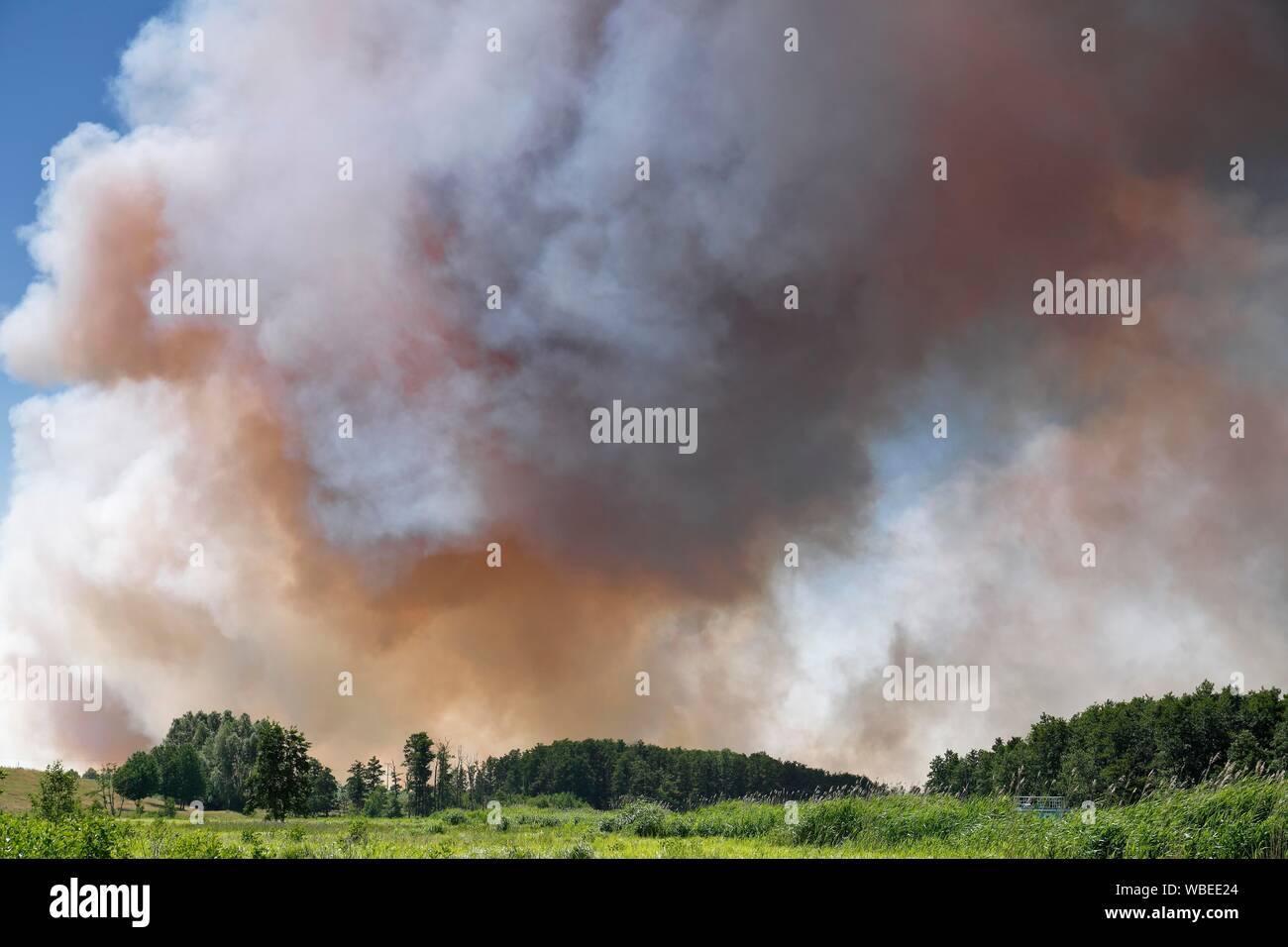 Il fuoco su un campo di grano vicino Tutow, Parco Naturale Peental, Meclemburgo-Pomerania, Germania Foto Stock