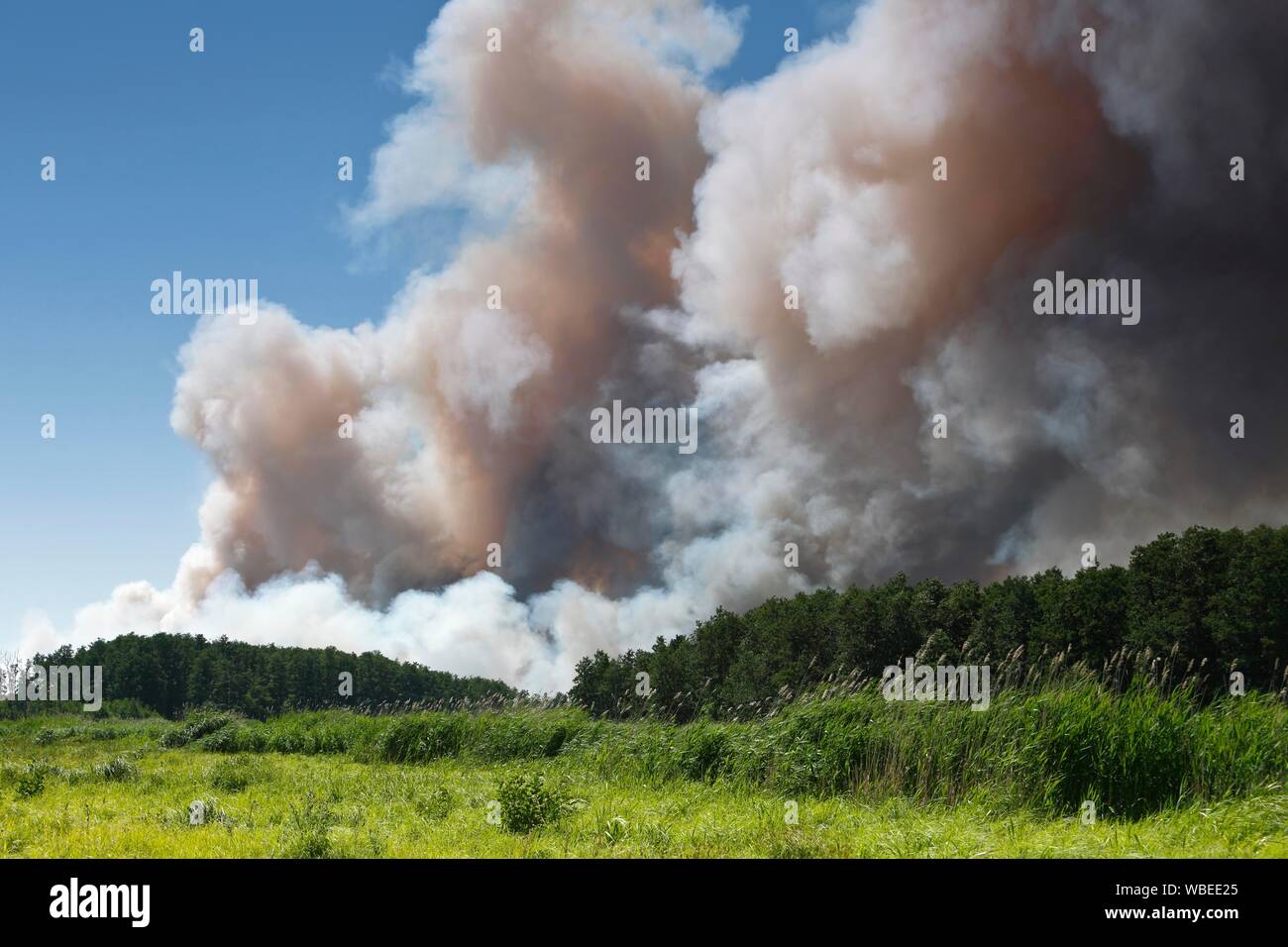 Il fuoco su un campo di grano vicino Tutow, Parco Naturale Peental, Meclemburgo-Pomerania, Germania Foto Stock