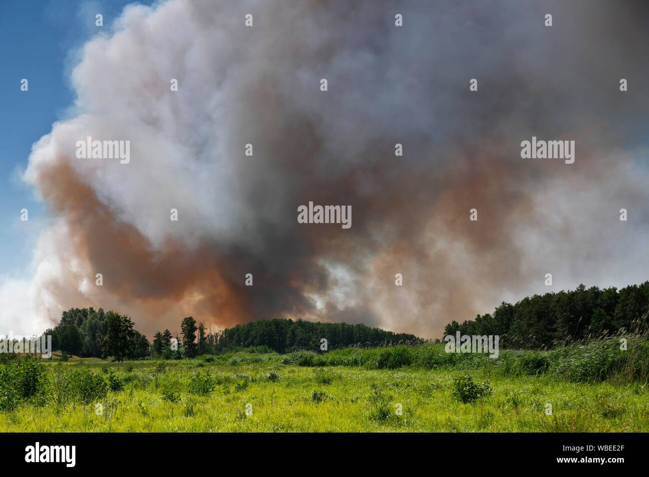 Il fuoco su un campo di grano vicino Tutow, Parco Naturale Peental, Meclemburgo-Pomerania, Germania Foto Stock
