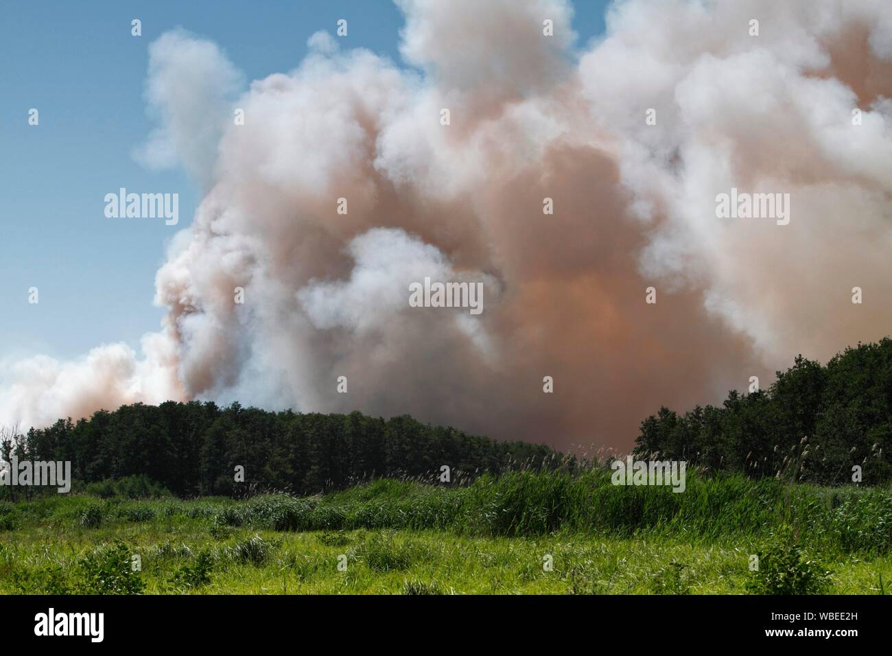 Il fuoco su un campo di grano vicino Tutow, Parco Naturale Peental, Meclemburgo-Pomerania, Germania Foto Stock
