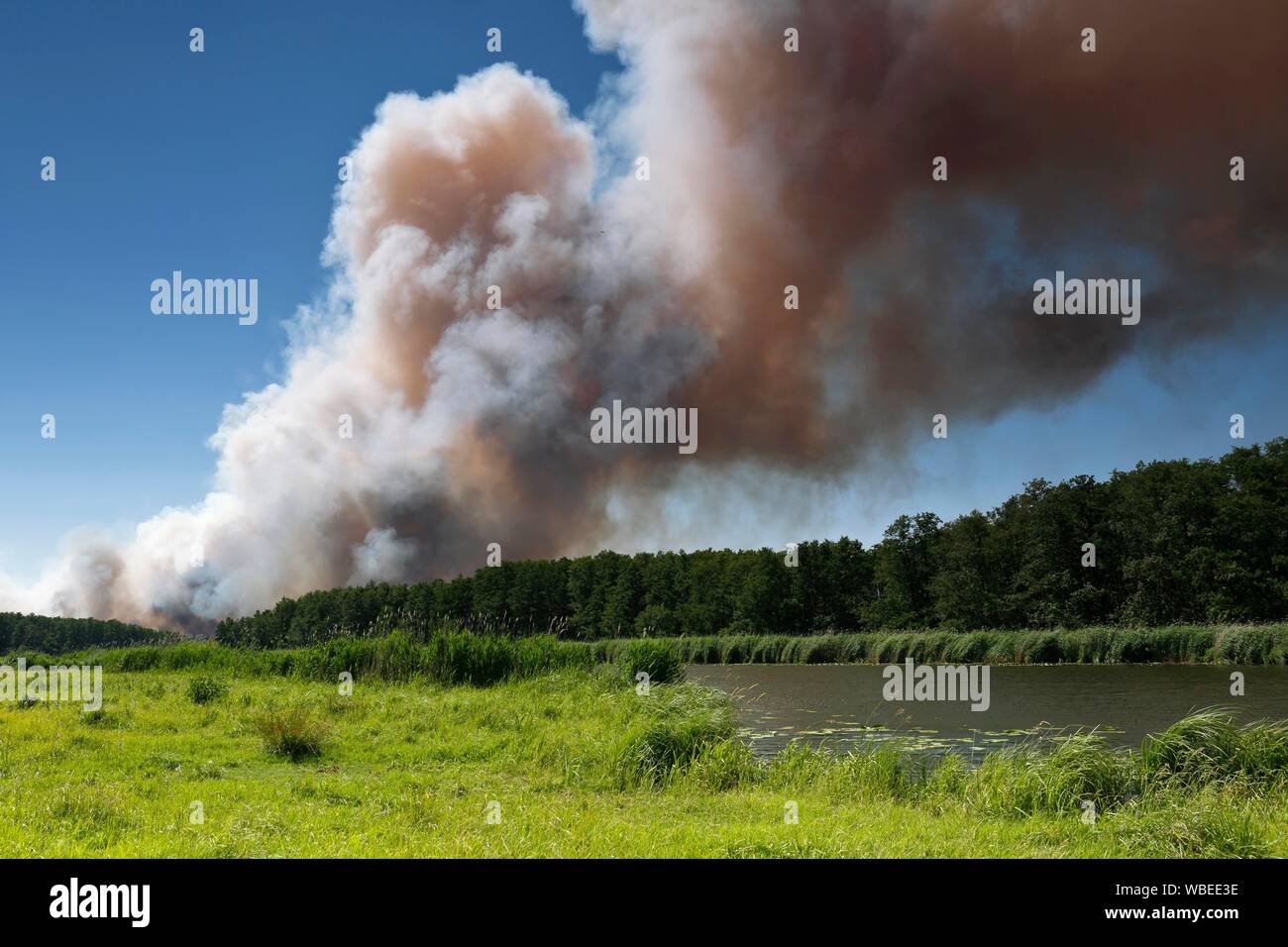 Il fuoco su un campo di grano vicino Tutow, Parco Naturale Peental, Meclemburgo-Pomerania, Germania Foto Stock