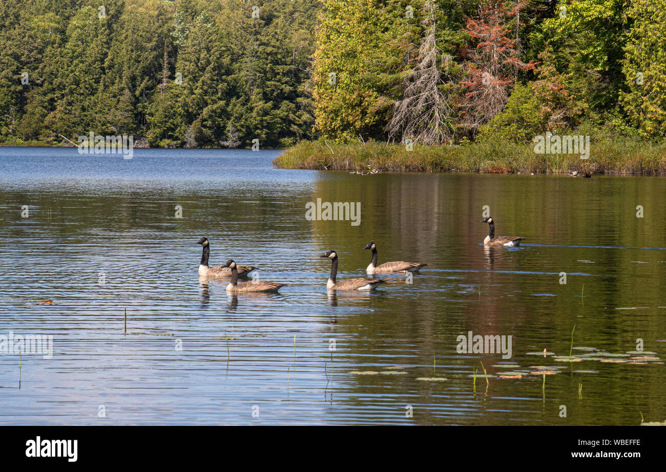 Cinque Oche del Canada (Branta canadensis) attraversando un lago su un laghetto con il blu del cielo e il verde della foresta che riflette nell'acqua ancora in Muskok Foto Stock