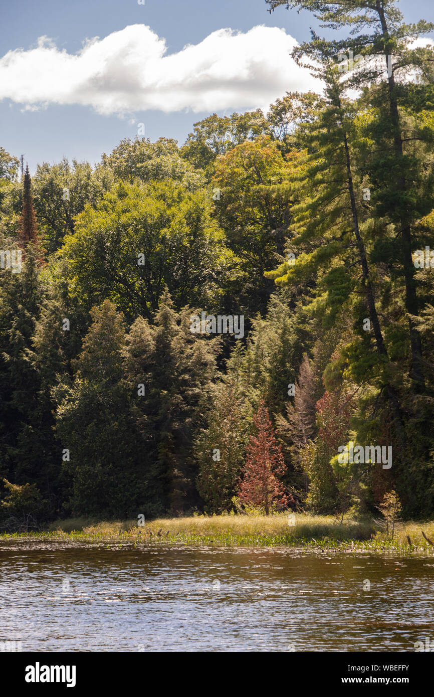 Un piccolo albero rosso amongBeautiful soleggiato gli alberi in una foresta mista la linea sul bordo di un lago di Muskoka Foto Stock