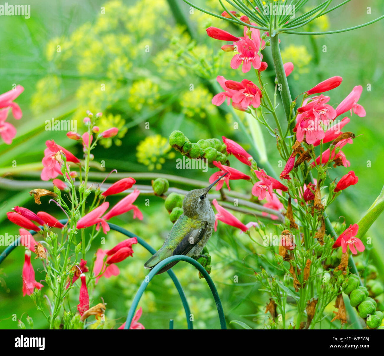 Mentre arroccata sulle cialde di un impianto crocosmia, un Anna sorsi hummingbird il nettare da un fiore penstemon in un orto comunitario a Redmond, Washington Foto Stock