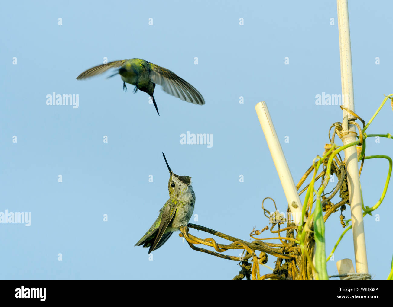 Un Anna's hummingbird, volare, affronta un altro colibrì che è arroccato su un scarlet runner bean vite in un orto comunitario a Redmond, WA. Foto Stock